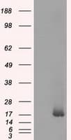 NME4 Antibody (clone OTI3H10, Carrier-free)