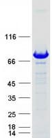 Human APPL2 Protein (Recombinant Myc-DDK (Flag))