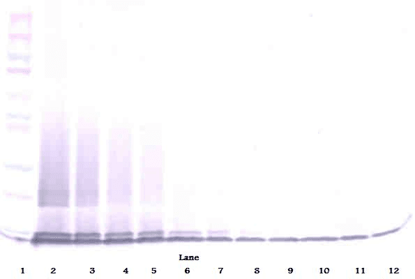 Polyclonal Rabbit anti-Mouse Ccl6 Antibody (WB)