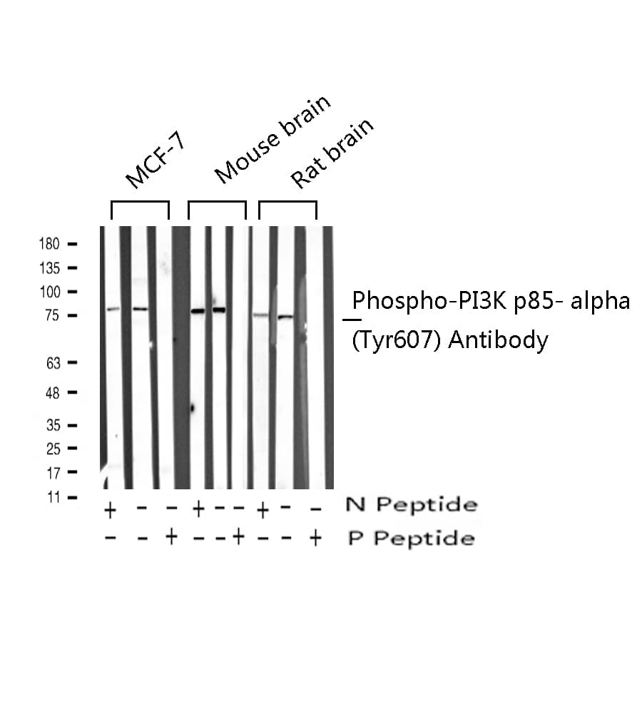 PIK3R1 / p85 Alpha Antibody (phospho-Tyr607)