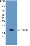 OCLN / Occludin Antibody (aa17-107, APC)