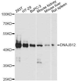 DNAJB12 Antibody