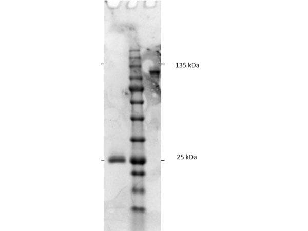Goat Anti-Rat IgG Fc Secondary Antibody