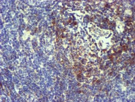 NMT2 Antibody (clone OTI2E1, Carrier-free)