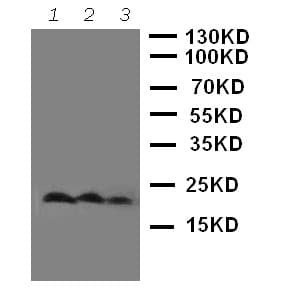 THY1 / CD90 Antibody (Internal)