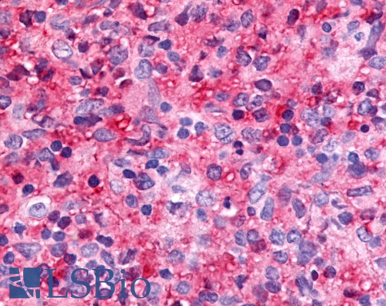 PathPlus™ NR5A2 / LRH-1 Antibody (C-Terminus)