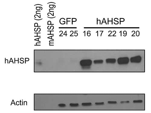 AHSP / EDRF Antibody (Liquid)