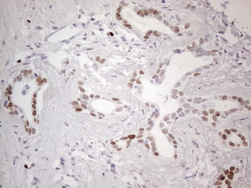 GATA3 Antibody (aa155-443, clone OTI8H4)