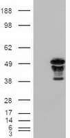 FOXA2 Antibody (clone OTI3C10)