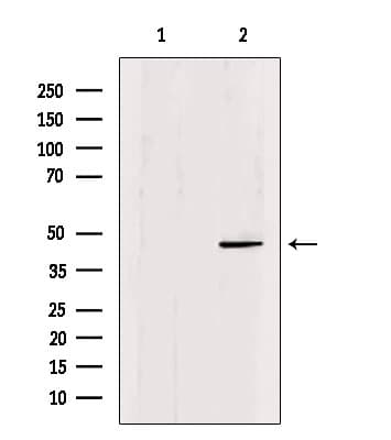 POU3F1 / OCT6 Antibody