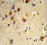 HIST1H2AH Antibody (aa1-30)
