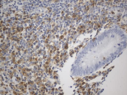 VSIR / GI24 / VISTA Antibody (clone UMAB272)