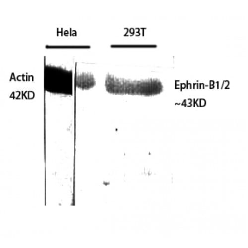 Ephrin B1+B2 Antibody (270-350 aa)
