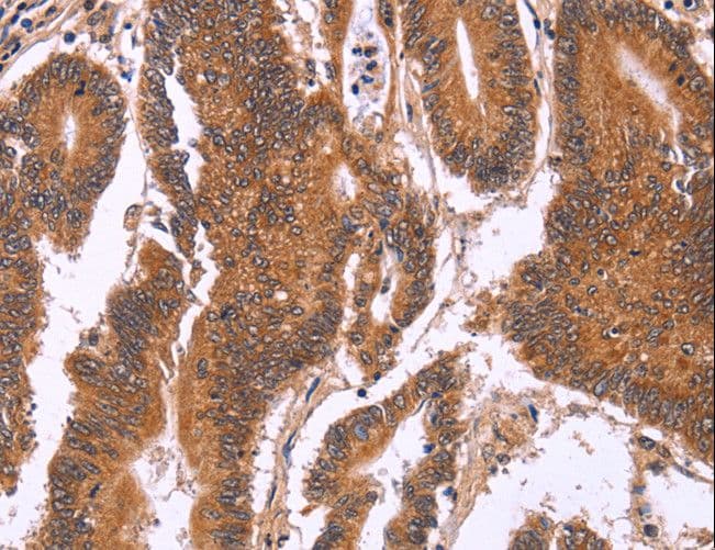 CDC37L1 Antibody