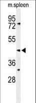 SMS2 / SGMS2 Antibody (aa338-365)