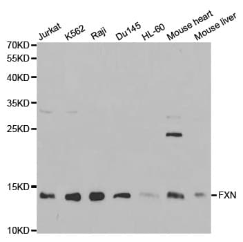 FXN / Frataxin Antibody