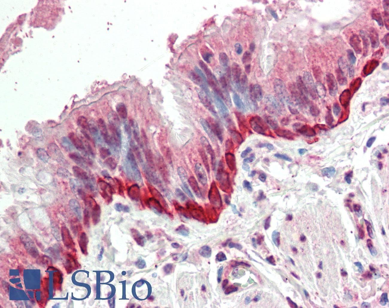 IHC-plus™ Polyclonal Goat anti-Human FOXI3 Antibody (aa354-367, IHC)