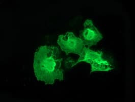 Monoclonal Mouse anti-Human ERCC1 Antibody (clone OTI2A9, IF, WB)
