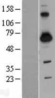 Human SH3BP2 Protein (Over-Expression Lysate Myc-DDK (Flag))
