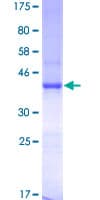 Human NLGN4Y Protein (Recombinant GST)