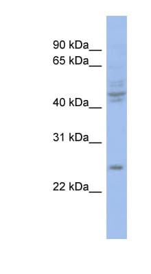 PROP1 Antibody (C-Terminus)