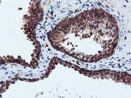DUSP23 Antibody (clone OTI3C10)