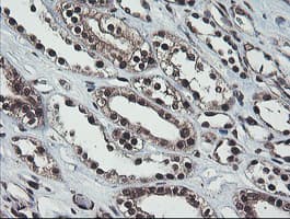 COPS5 / JAB1 Antibody (clone OTI2B12)