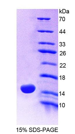 Rat MUC5AC Protein (Recombinant His-T7)