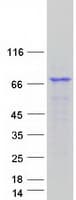 Human GPSM2 / LGN Protein (Recombinant Myc-DDK (Flag))