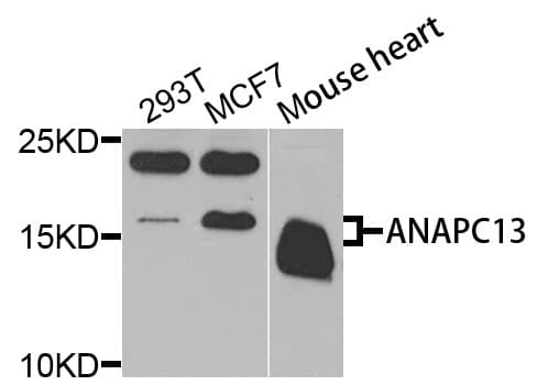 ANAPC13 Antibody (AP)