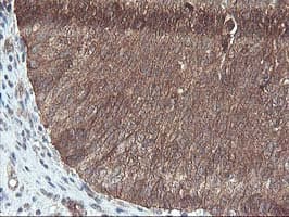 DSTN / Destrin Antibody (clone OTI1G8, Carrier-free)