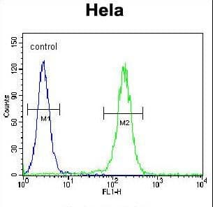 LARS / Leucyl-TRNA Synthetase Antibody (aa176-205)