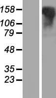 LGR6 Protein (Over-Expression Lysate Myc-DDK (Flag))