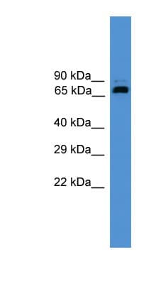 USP2 Antibody (aa371-420)