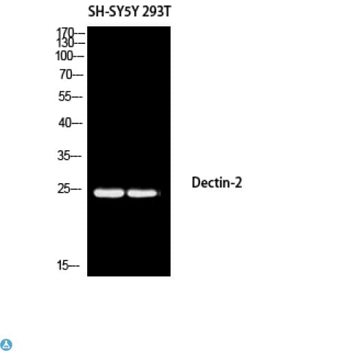 CLEC6A / Dectin 2 Antibody