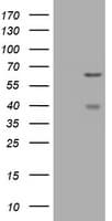 Monoclonal Mouse anti-Human CNKSR3 Antibody (clone OTI1D7, IHC, WB)