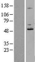 DDOST / OST48 Protein (Over-Expression Lysate Myc-DDK (Flag))