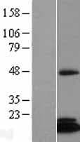FAM96B Protein (Over-Expression Lysate Myc-DDK (Flag))