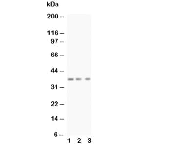 Polyclonal Rabbit anti-Human BDNF Antibody (aa129-148, WB)