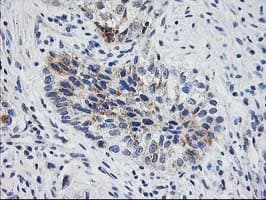 Monoclonal Mouse anti-Human XPNPEP3 Antibody (clone OTI4B8, IHC, IF, WB)