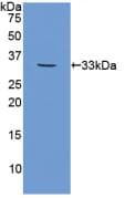 CAPN1 / Calpain 1 Antibody (aa75-343)