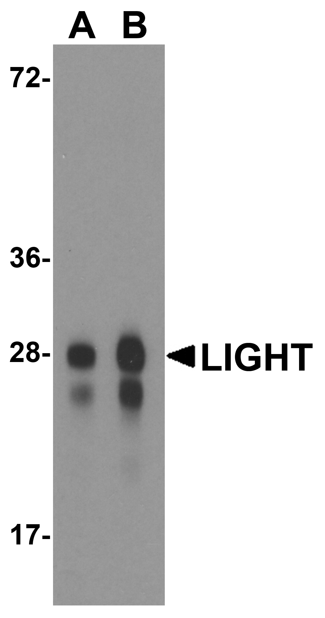 TNFSF14 / LIGHT Antibody (clone 8D4)