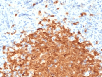 POU2AF1 / BOB1 Antibody (clone PD2AF1-1)