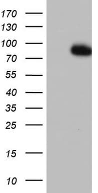 FBXW7 / FBW7 Antibody (aa1-354, clone OTI1C7)