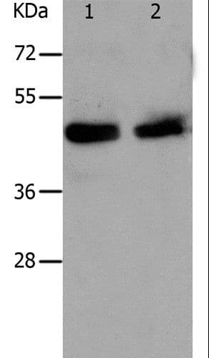 PAWR / PAR4 Antibody