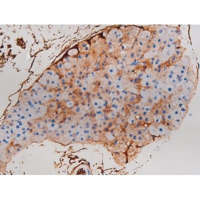 CDC25B Antibody (phospho-Ser323)