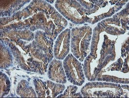 UBE2G2 Antibody (clone OTI1B10, Carrier-free)