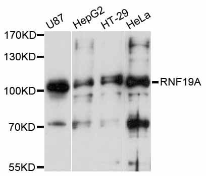 RNF19A / DORFIN Antibody