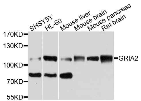 c-Met Antibody