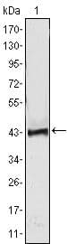 ATP2C1 Antibody (clone 4G12)